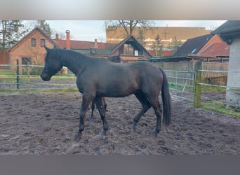 Trakehner, Wallach, 5 Jahre, 175 cm, Rappe