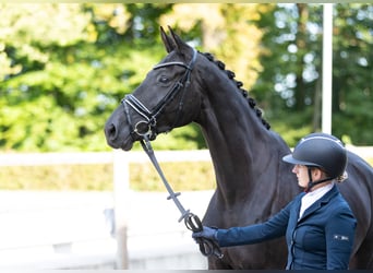 Trakehner, Wallach, 5 Jahre, 175 cm, Rappe