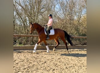 Trakehner, Wallach, 5 Jahre, 176 cm, Brauner