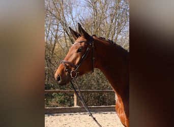 Trakehner, Wallach, 5 Jahre, 176 cm, Brauner