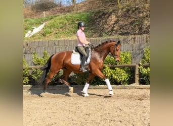 Trakehner, Wallach, 5 Jahre, 176 cm, Brauner