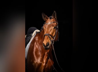 Trakehner, Wallach, 5 Jahre, 176 cm, Brauner