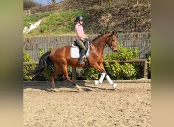Trakehner, Wallach, 5 Jahre, 176 cm, Brauner