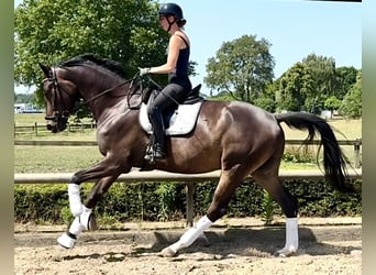 Trakehner, Wallach, 5 Jahre, 178 cm, Brauner