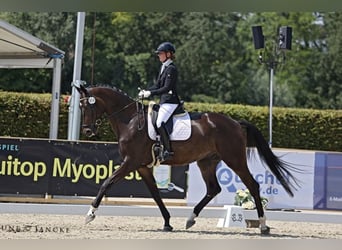 Trakehner, Wallach, 5 Jahre, 178 cm, Dunkelbrauner