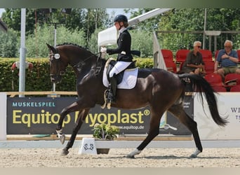 Trakehner, Wallach, 5 Jahre, 178 cm, Dunkelbrauner