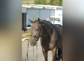 Trakehner, Wallach, 5 Jahre, Schwarzbrauner