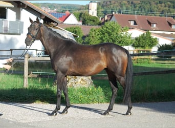 Trakehner, Wallach, 5 Jahre, Schwarzbrauner