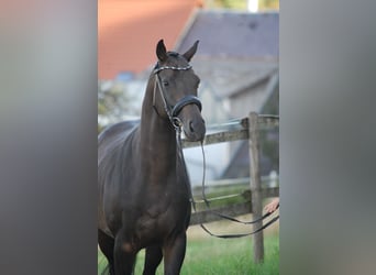 Trakehner, Wallach, 5 Jahre, Schwarzbrauner