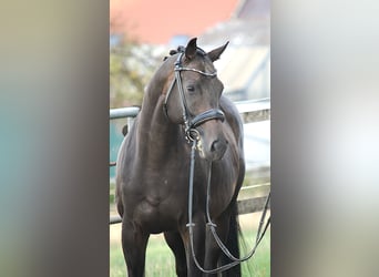 Trakehner, Wallach, 5 Jahre, Schwarzbrauner
