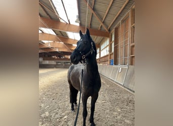 Trakehner Mix, Wallach, 6 Jahre, 162 cm, Rappe