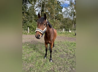 Trakehner, Wallach, 6 Jahre, 163 cm, Brauner