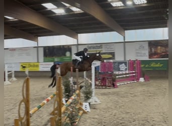 Trakehner, Wallach, 6 Jahre, 163 cm, Brauner