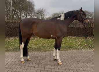 Trakehner, Wallach, 6 Jahre, 163 cm, Schecke