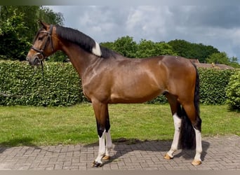 Trakehner, Wallach, 6 Jahre, 163 cm, Schecke