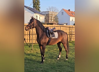 Trakehner, Wallach, 6 Jahre, 164 cm, Brauner