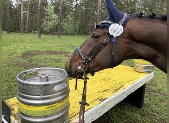 Trakehner, Wallach, 6 Jahre, 165 cm, Dunkelbrauner