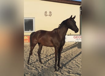 Trakehner, Wallach, 6 Jahre, 165 cm, Rappe