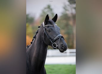 Trakehner, Wallach, 6 Jahre, 166 cm, Schwarzbrauner