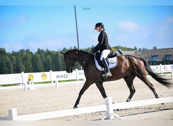 Trakehner, Wallach, 6 Jahre, 166 cm, Schwarzbrauner