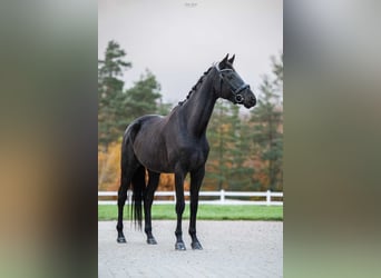 Trakehner, Wallach, 6 Jahre, 166 cm, Schwarzbrauner