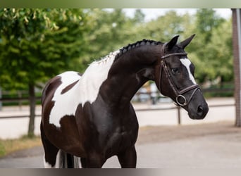 Trakehner, Wallach, 6 Jahre, 166 cm
