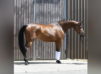 Trakehner, Wallach, 6 Jahre, 167 cm, Brauner