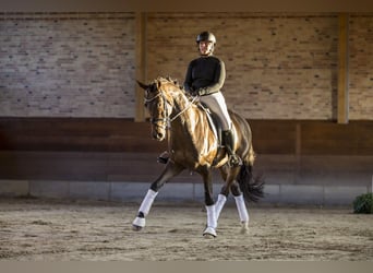 Trakehner, Wallach, 6 Jahre, 167 cm, Brauner