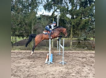 Trakehner, Wallach, 6 Jahre, 167 cm, Brauner