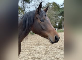 Trakehner, Wallach, 6 Jahre, 168 cm, Brauner