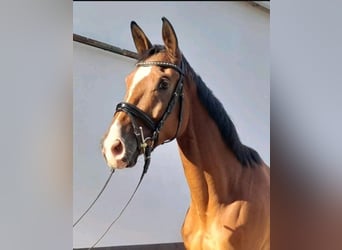 Trakehner, Wallach, 6 Jahre, 168 cm, Brauner