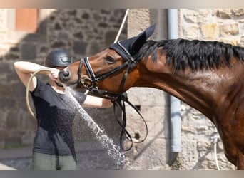 Trakehner, Wallach, 6 Jahre, 168 cm, Dunkelbrauner