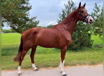 Trakehner, Wallach, 6 Jahre, 168 cm, Rotfuchs