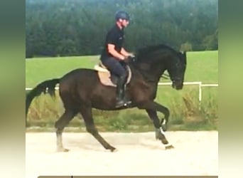 Trakehner, Wallach, 6 Jahre, 169 cm, Rappe