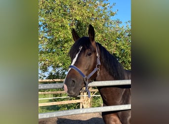 Trakehner, Wallach, 6 Jahre, 170 cm, Brauner