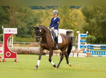 Trakehner, Wallach, 6 Jahre, 170 cm, Schwarzbrauner