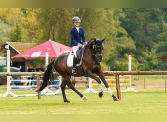 Trakehner, Wallach, 6 Jahre, 170 cm, Schwarzbrauner