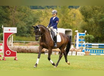 Trakehner, Wallach, 6 Jahre, 170 cm, Schwarzbrauner