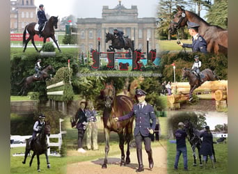 Trakehner, Wallach, 6 Jahre, 171 cm, Dunkelbrauner