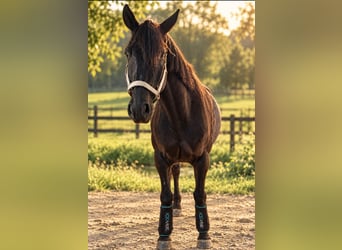 Trakehner, Wallach, 6 Jahre, 171 cm, Rappe