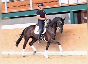Trakehner, Wallach, 6 Jahre, 172 cm, Schwarzbrauner