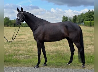 Trakehner, Wallach, 6 Jahre, 172 cm, Schwarzbrauner