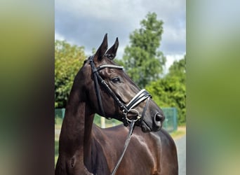 Trakehner, Wallach, 6 Jahre, 172 cm, Schwarzbrauner