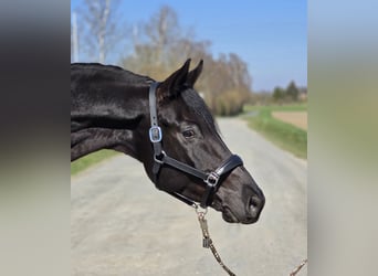 Trakehner, Wallach, 6 Jahre, 172 cm, Schwarzbrauner