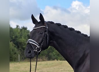 Trakehner, Wallach, 6 Jahre, 172 cm, Schwarzbrauner