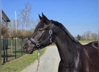 Trakehner, Wallach, 6 Jahre, 172 cm, Schwarzbrauner
