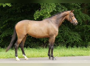 Trakehner, Wallach, 6 Jahre, 173 cm, Brauner
