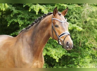 Trakehner, Wallach, 6 Jahre, 173 cm, Brauner