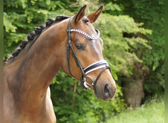 Trakehner, Wallach, 6 Jahre, 173 cm, Brauner