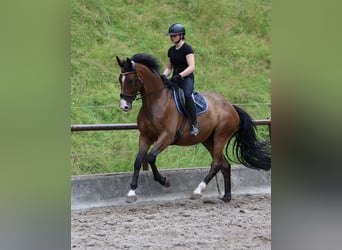 Trakehner, Wallach, 6 Jahre, 173 cm, Dunkelbrauner